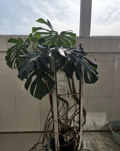 养花|居家养花,最适合客厅养的“6种绿植”,摆在客厅更上档次