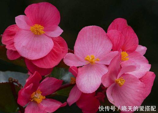 超仙的4种花,花朵奇特美丽,颜值超高超美的