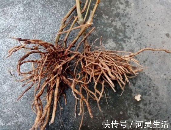 牛膝|这是牛梗，号称根王，常在乡间墙边清理，可曾知其妙