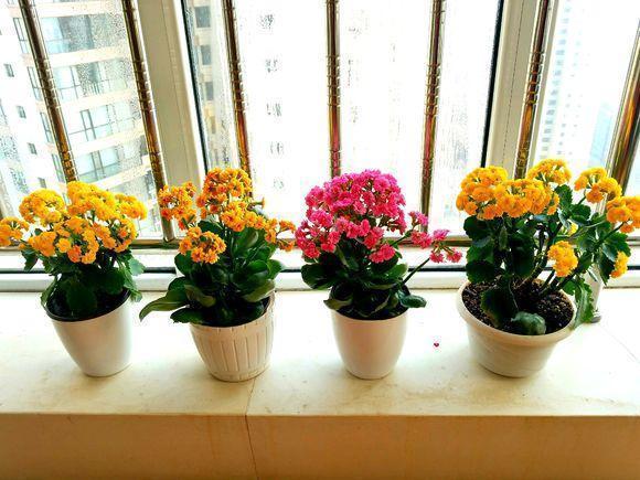 养花的秘密小盆养好花,大盆养死花,知道为什么吗