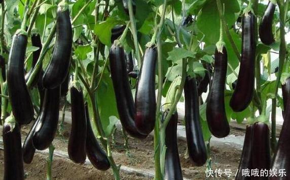 鄉下菜地里茄子根，它的藥用價值高，但農村很多人都忽略了