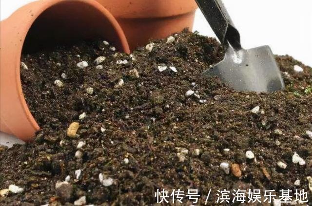 养花|7种“垃圾”不是废物，泡一下水，肥的流油，养花一级棒