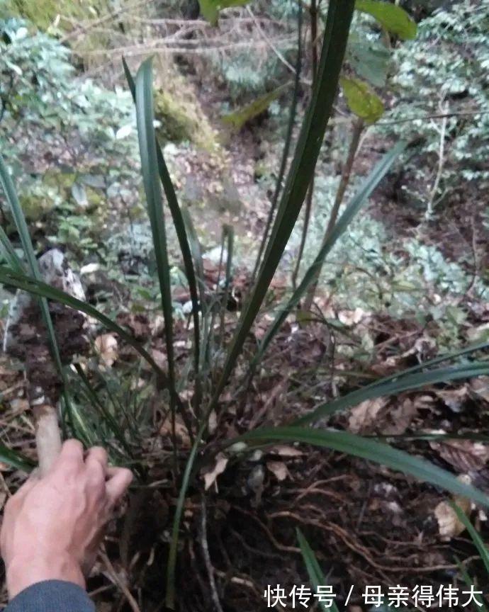 台友|行走在兰花出没的山间峡谷，深度分析兰花的原生环境！