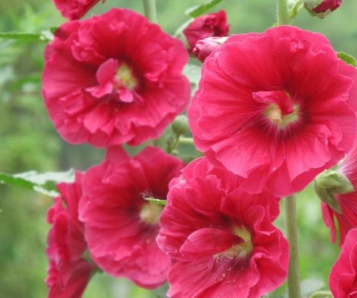 4种花，容易打理易开花，“花香”飘满屋，花美心情好！