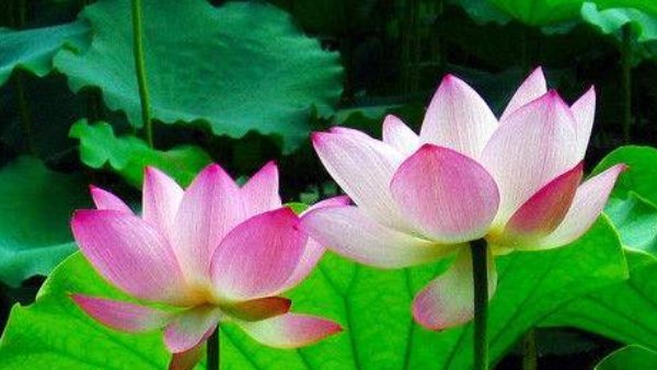 有福气|有福之人必有天相,真正有福气的人,身上都有这四个征兆