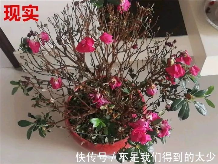 养花技巧最难养的花,买多少死多少,想想就生气!