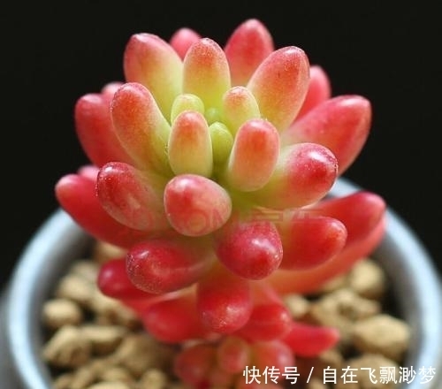 叶片|9元以下既便宜又好看的多肉普货,超级适合新手入坑