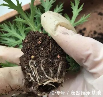 天竺葵|8种“漂亮花”，都可以扦插，剪个枝条就成活，省下很多钱