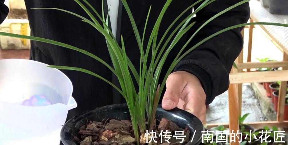 刚上盆的兰花有3“怕”，及时避开服盆快，根系健壮长势旺