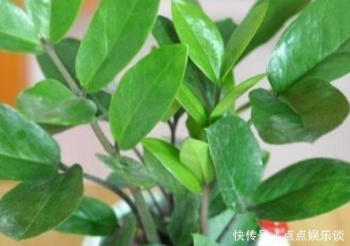 浇水|几种最讨厌“喝水”的绿植,不浇水反而长得旺盛,浇水可能就烂根