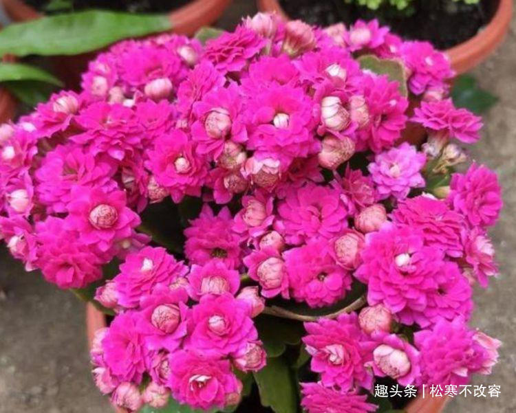 风雨兰|几种花，开花漂亮又好养，越旺开花越多，花开满盆