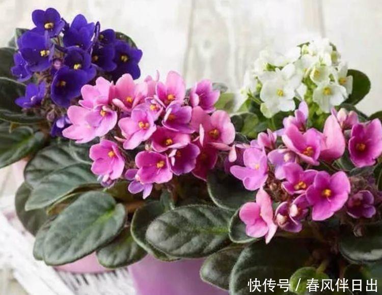 颜值超高的3款花,盛开时繁花似锦,花色美轮美奂