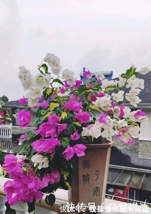 蟹爪莲|三角梅,蟹爪兰开花少,教你一个“土方法”,轻松爆花!