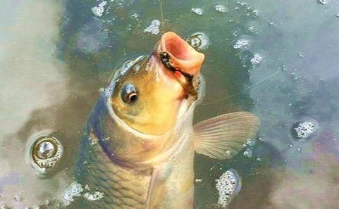 钓鱼|自制一款经济实用的小麦诱饵,会用的钓鱼人不多