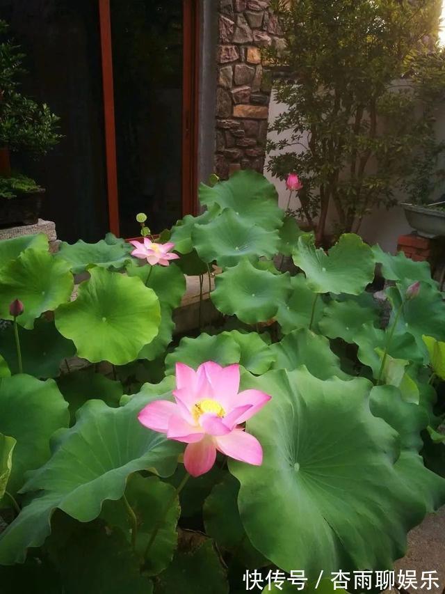 6种佛教圣花,个个都是吉祥花,家里养一盆,养心又养身