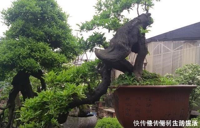 植物|别再养发财树、金钱树了,此种树,山上“挖1棵”,养成老桩值钱!