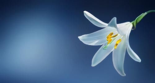 酸枣仁|藏在身边的天然“催眠药”，睡前喝一杯，让你一夜好梦自然醒