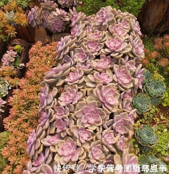 光照|以树干为花盆,可以把紫乐养出“一面墙”,感兴趣可以试试!