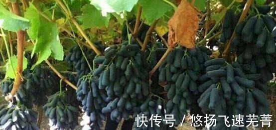 水果|家里有院子的,此树要种2棵,好吃又好看,关键营养价值高!