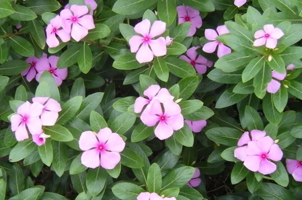 此花花期长，虽然美，但有剧毒，误食可致幻，带你回忆到此前