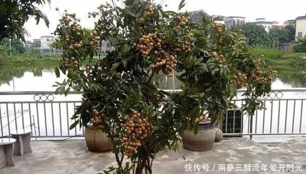 芒果|2种“贵”水果，果核别丢，扔在花盆里，变成小森林，果子随便摘