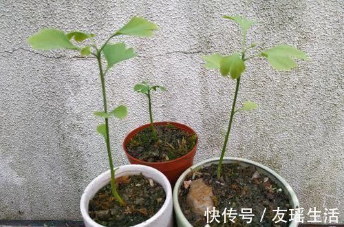 盆栽|4个方法，让盆栽银杏变成矮、胖、矬，好看又值钱