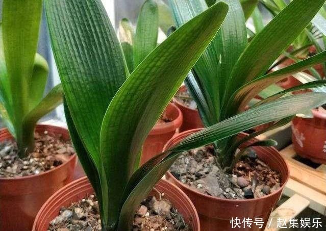 根系|春夏秋冬养君子兰,浇水各不相同,“诀窍”在手,开花成“群”