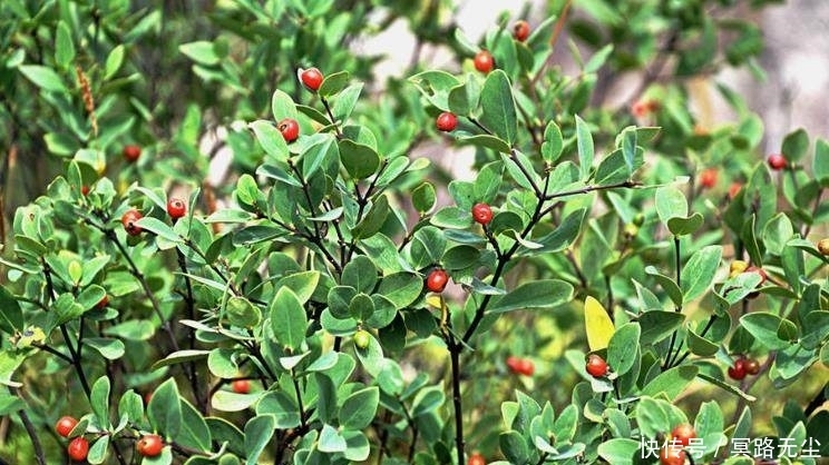 野草|這野草很像人參,農(nóng)民當(dāng)雜草除掉,殊不知是皇帝常用的“鬼辣椒”