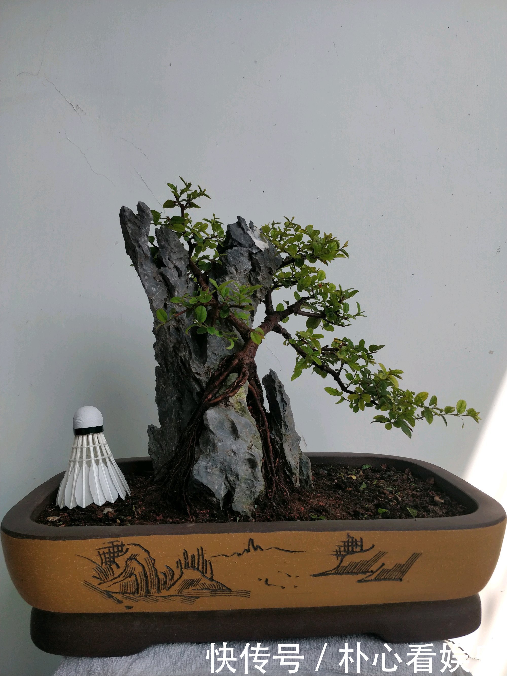 用力过猛|乱糟糟的雀梅盆景没眼看种上石头以后，颜值瞬间爆表