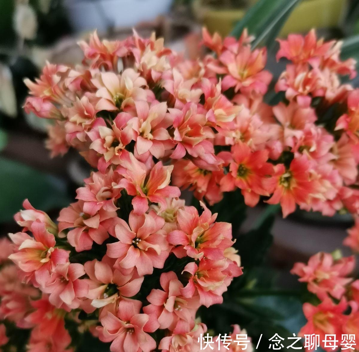 长寿花剪一刀,理个小平头,株型矮壮开花多