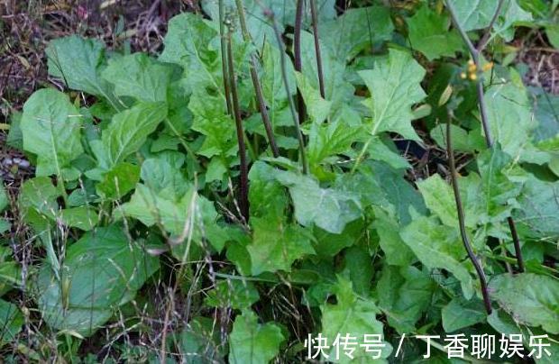 子宫|女人想要老得慢，脸上少点皱纹，3类野菜，养护子宫，越吃越年轻
