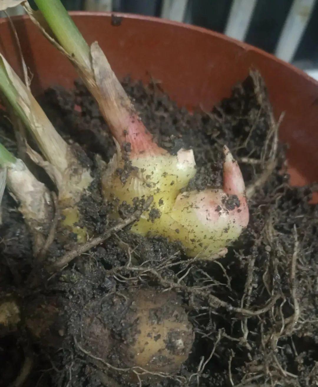 玉米棒子插盆里,7天冒出小森林,比绿萝吊兰好看