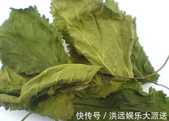 叶子|普通一片“叶子”泡水喝,肝一天比一天干净,健康找上门