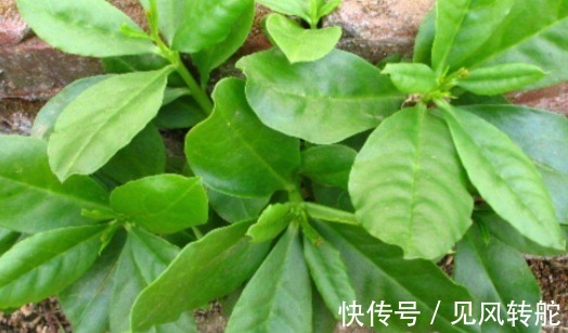 根部|农村一种野菜,叶子好吃,根部价值更高,被称为人参菜