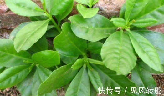 根部|农村一种野菜，叶子好吃，根部价值更高，被称为人参菜