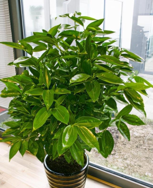 冬天的6种室内盆栽,“懒养”最合适,“勤养”反而容易出问题