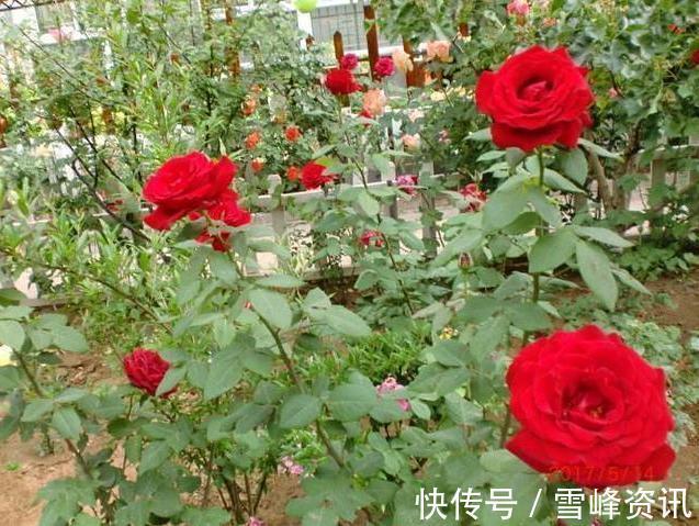 以后们|“见干见湿”原来是这个意思,我一直没搞懂,难怪养不好花