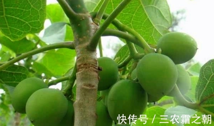 朱塔|乡下一树浑身有毒,以前农民碰到就砍,现在却成了宝贝,价值珍贵