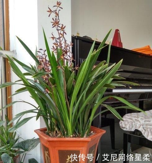 家里养花,就选这几种,一年四季不用管,给点阳光就开花