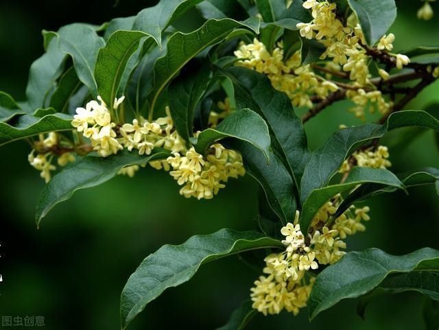 “桂花门前栽,贵人立门内”这4个地方不宜栽桂花树,看完明白了