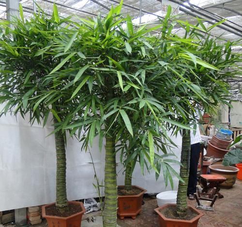 怪不得|怪不得老公把发财树扔了,现阳台流行种此花卉,香飘满屋更迷人