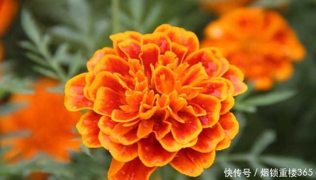 此花是健康长寿的代表,花色丰富艳丽多彩,看一眼忘也忘不掉