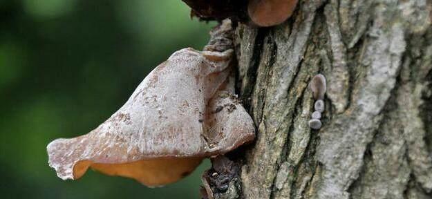 女人經(jīng)期吃點這些,給卵巢洗洗澡,讓你皮膚緊致不顯老