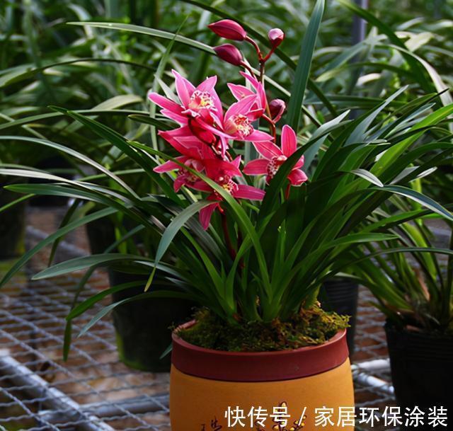 根系|新手养兰花,注意“三细节”,花姿优雅,一年能花开四五次