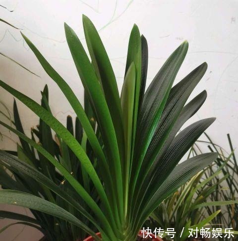 花草|这三种花再喜欢也不能夏天买，不好养难伺候，买回来就后悔