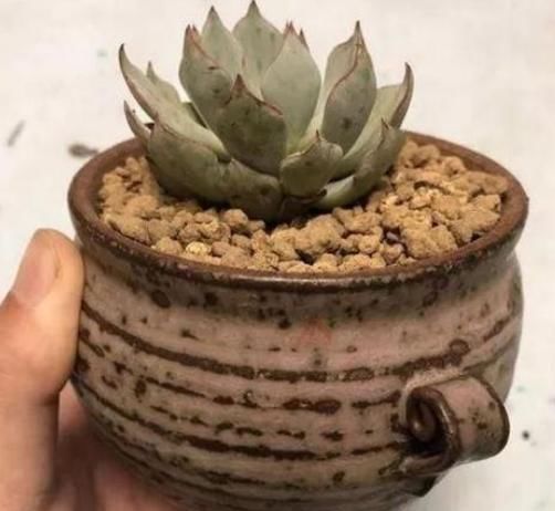 给花浇水的时候，怎么判断土壤的干湿？听听老花匠的经验之谈！