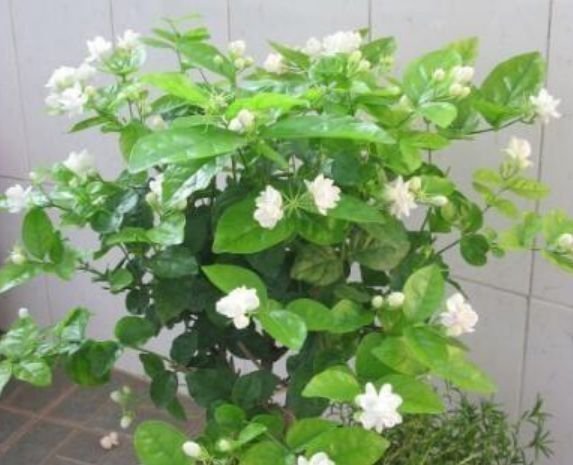 4种花漂亮又好养,比牡丹好看,放阳台,开爆一整年!