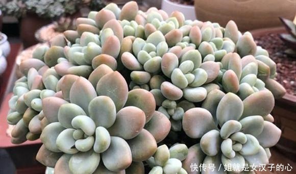 阳台的多肉怎么养才漂亮7个细节做到了，效果就是不一样！