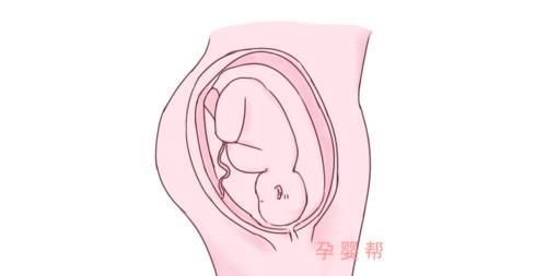 晚生女|男宝预产期会比女宝早，不是迷信