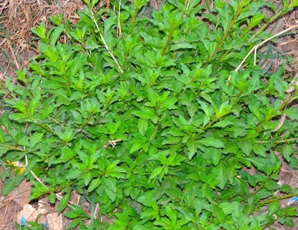 凉拌|65种野菜图片，带你认识不同的野菜和吃法，你想要的野菜这里都有